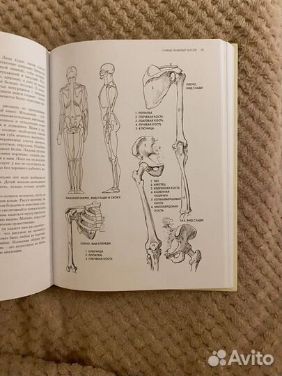 Книга по анотомии