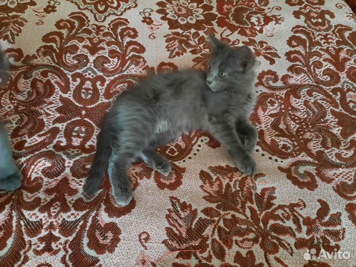 Котята милашки