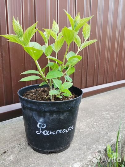 Гортензия метельчатая