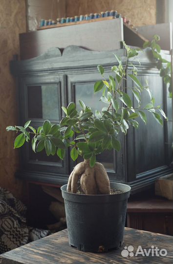 Фикус микрокарпа гинсенг (для бонсай)
