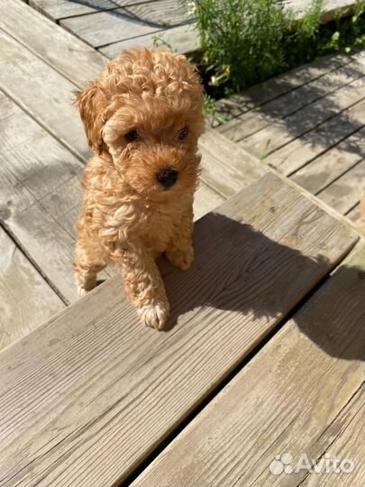 Щенки пуделя