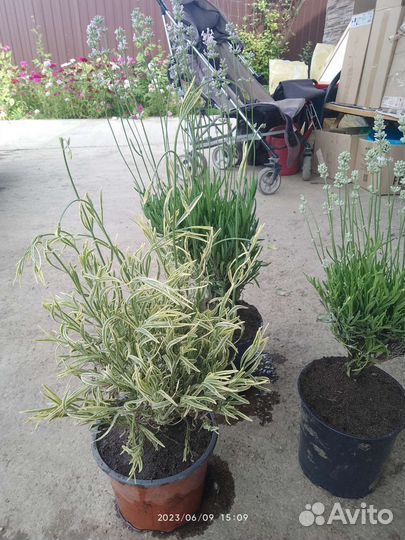 Лаванда Пестролистная,белая,розовая