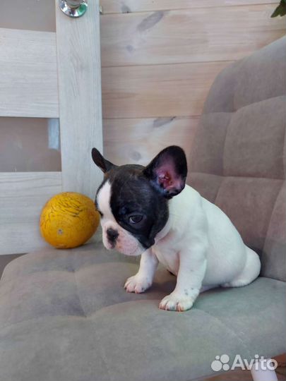 Французский бульдог мини