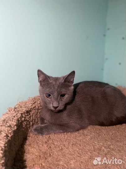 Отдам в добрые руки