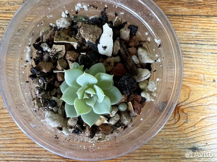 Флорариум суккуленты