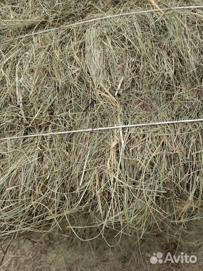 Сено в квадратных тюках