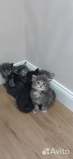 Котята мейн-кун