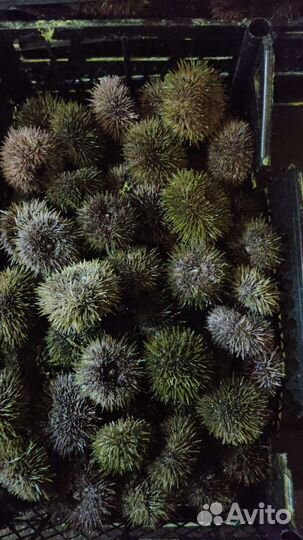 Морские ежи живые