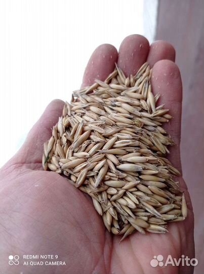 Овес, пшеница, ячмень