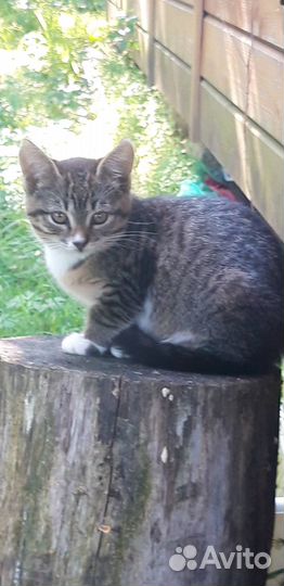 Отдам котят бесплатно-осталась лапочка девочка