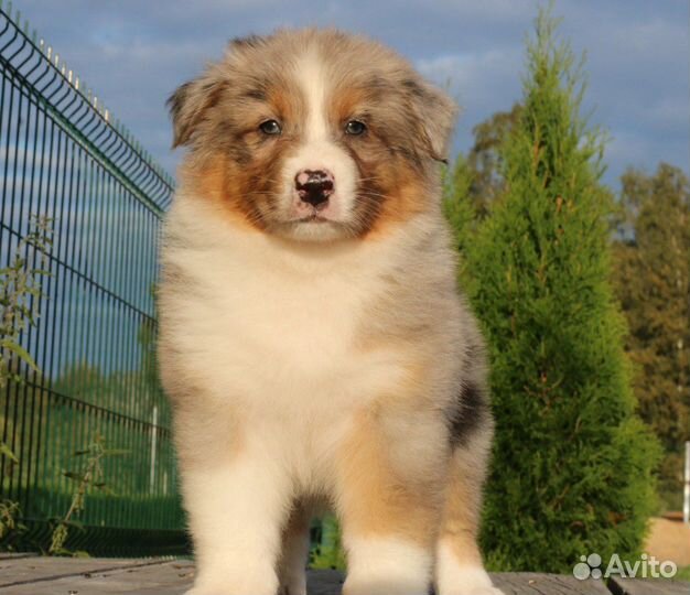 Собака аусси спб