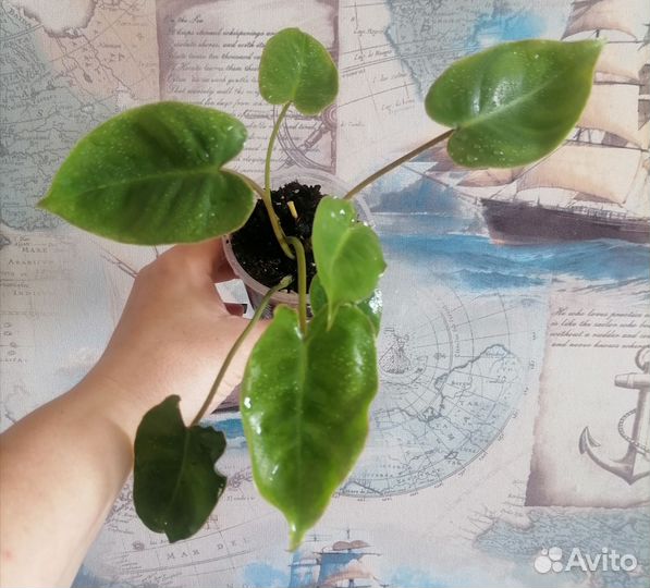 Комнатные растения