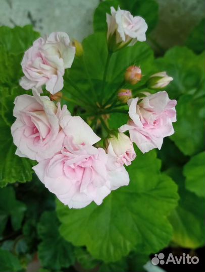 Пеларгонии зональные сортовые