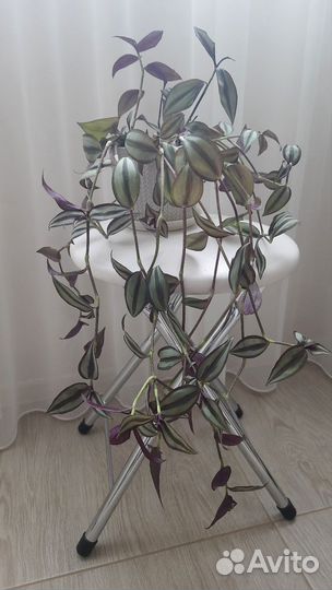 Традесканция зебрина