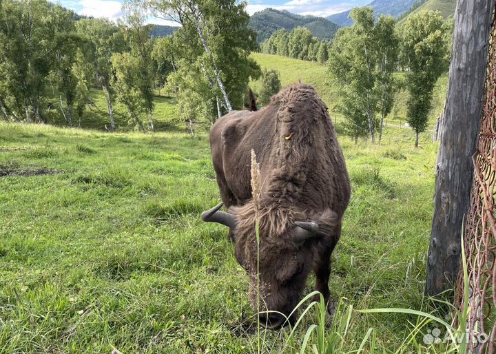 Индивидуальные экскурсии Алтай Манжерок