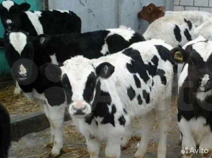 Бычки телочки