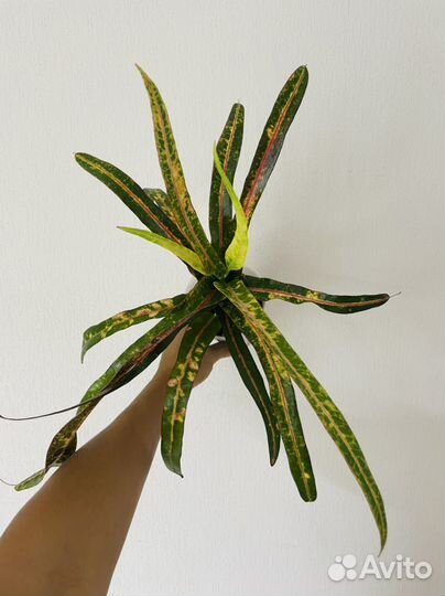 Кротон Krabi S