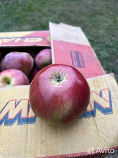 Яблоки домашние
