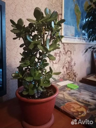 Толстянка(Денежное дерево)