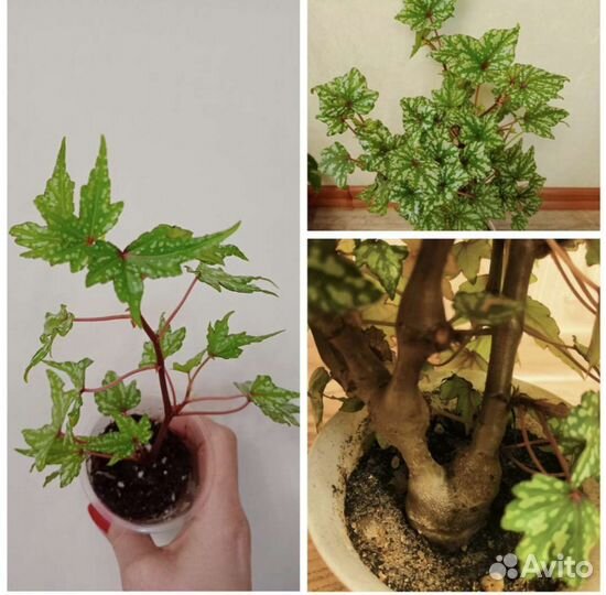 Бегония каудексная Дреге