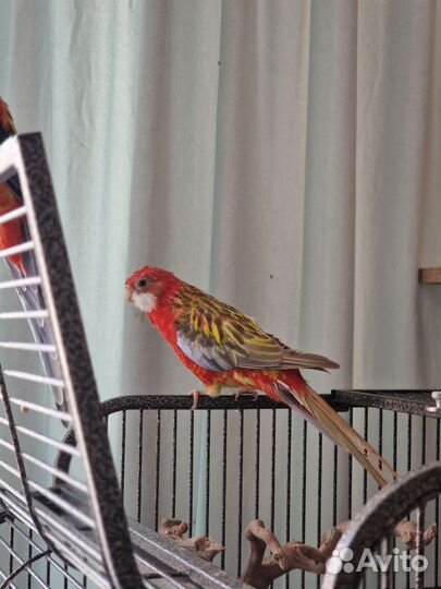 Попугай розелла