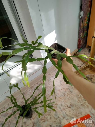 Декабрист шлюмбергера розовый