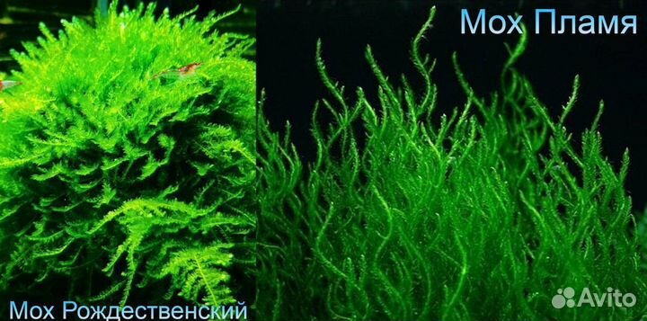 Аквариумные растения, креветки