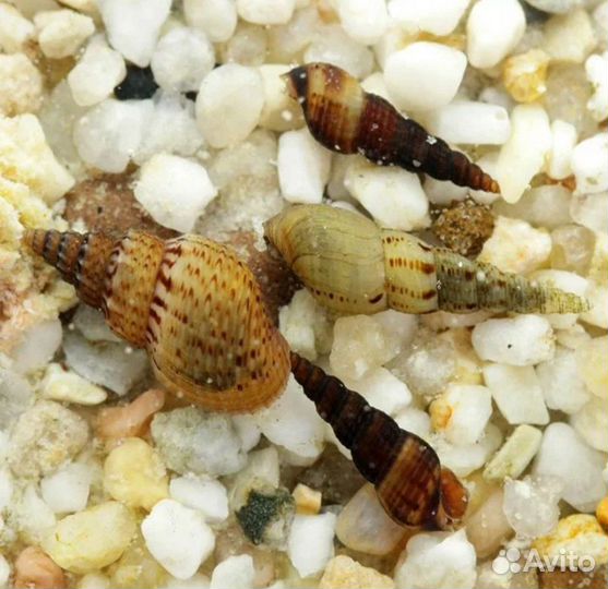 Аквариумные улитки
