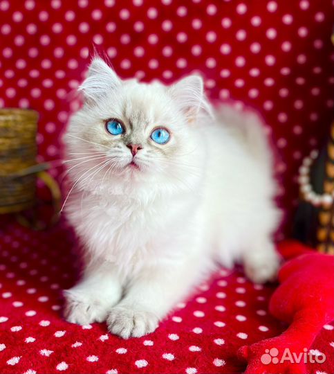 Красотка с глазами цвета неба