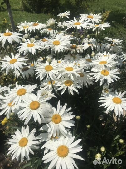 Ромашка садовая