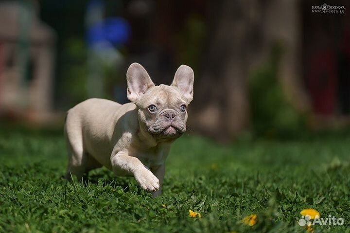 Французский бульдог, мальчик