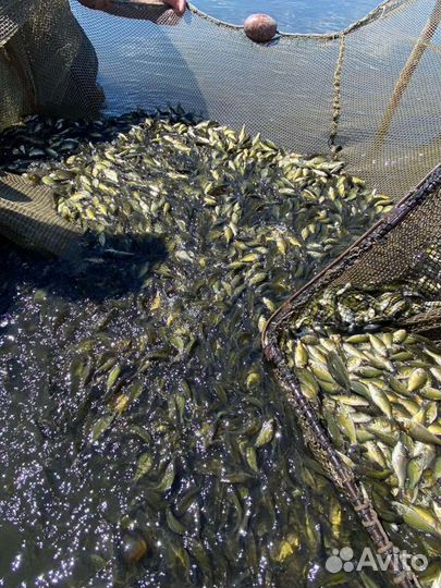 Малек карпа