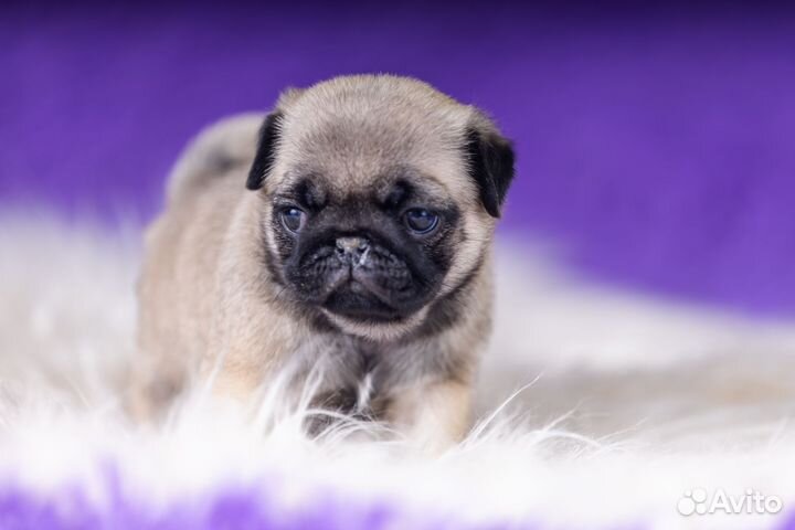 Щенки мопса