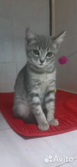Котенок. Стерильная