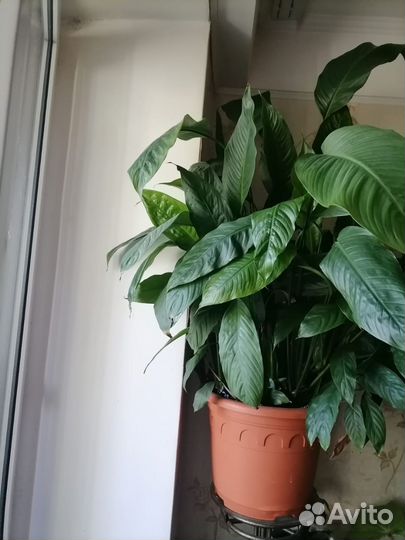 Спатифиллум