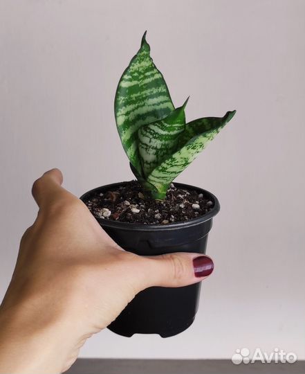 Сансевиерия Ханни Грин