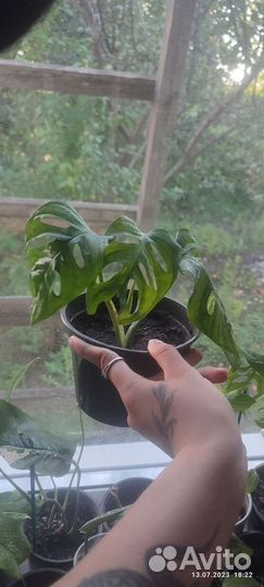 Комнатные растения обмен бесплатно