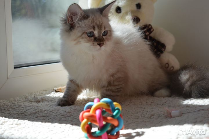 Невская малышка