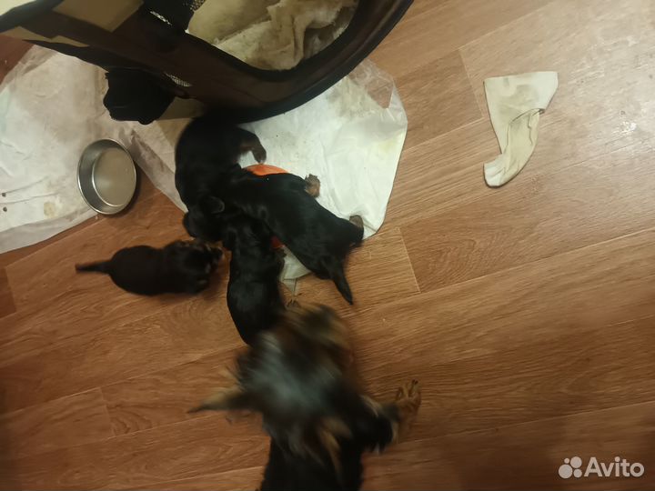 Продажа щенков