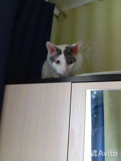 Кот в добрые руки