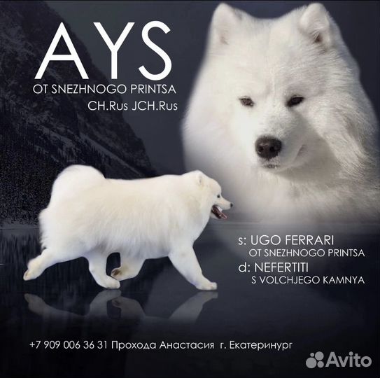 Самоед вязка