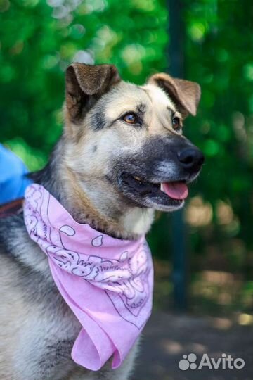 Собака ищет дом