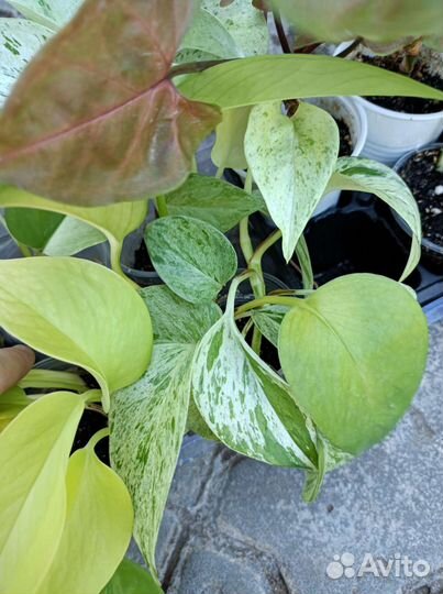 Сингониум сциндапсус эпипремнум
