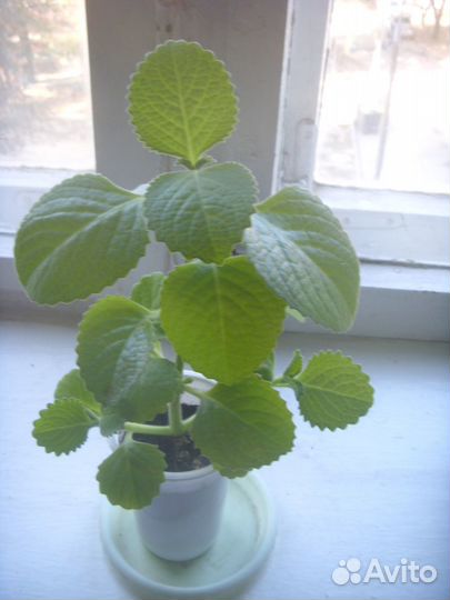 Пректрантус