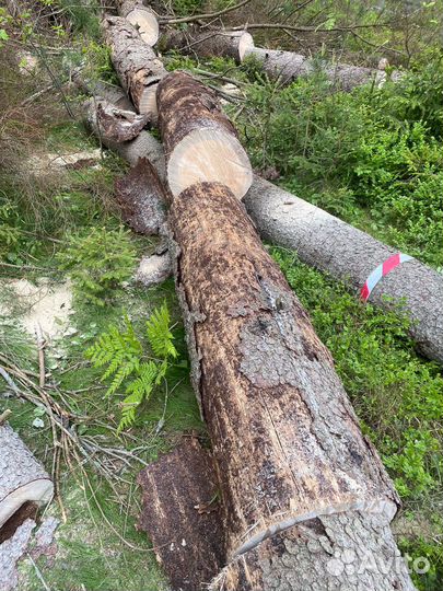 Дрова бесплатно