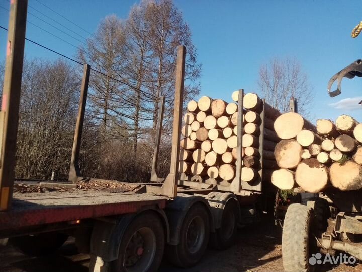 Пиловочник (хвоя)