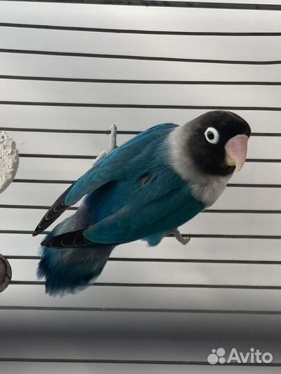 Попугай неразлучник масковый