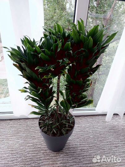 Драцена/ сансевиерия