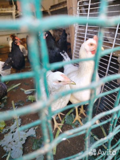 Куры молодки доминант