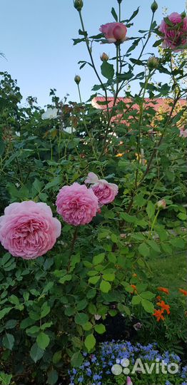 Розы трехлет. Боскобель, Джубили селебрейшн остин